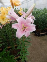 [3519 PO35 Staletti No01.JPG]